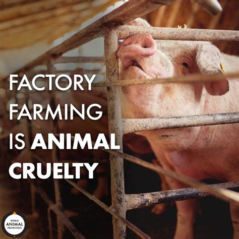 how are factory farms regulated